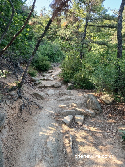 Forest dirt trail used in belly fat workout/똥배 없애는 운동으로 걷던 산속 흙길