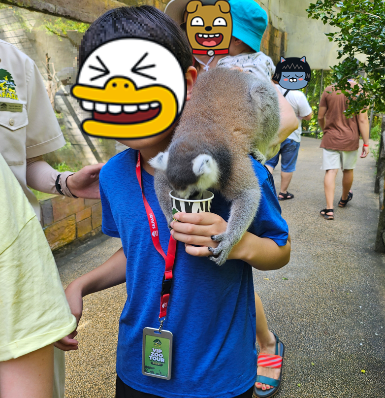 긴꼬리 여우 원숭이