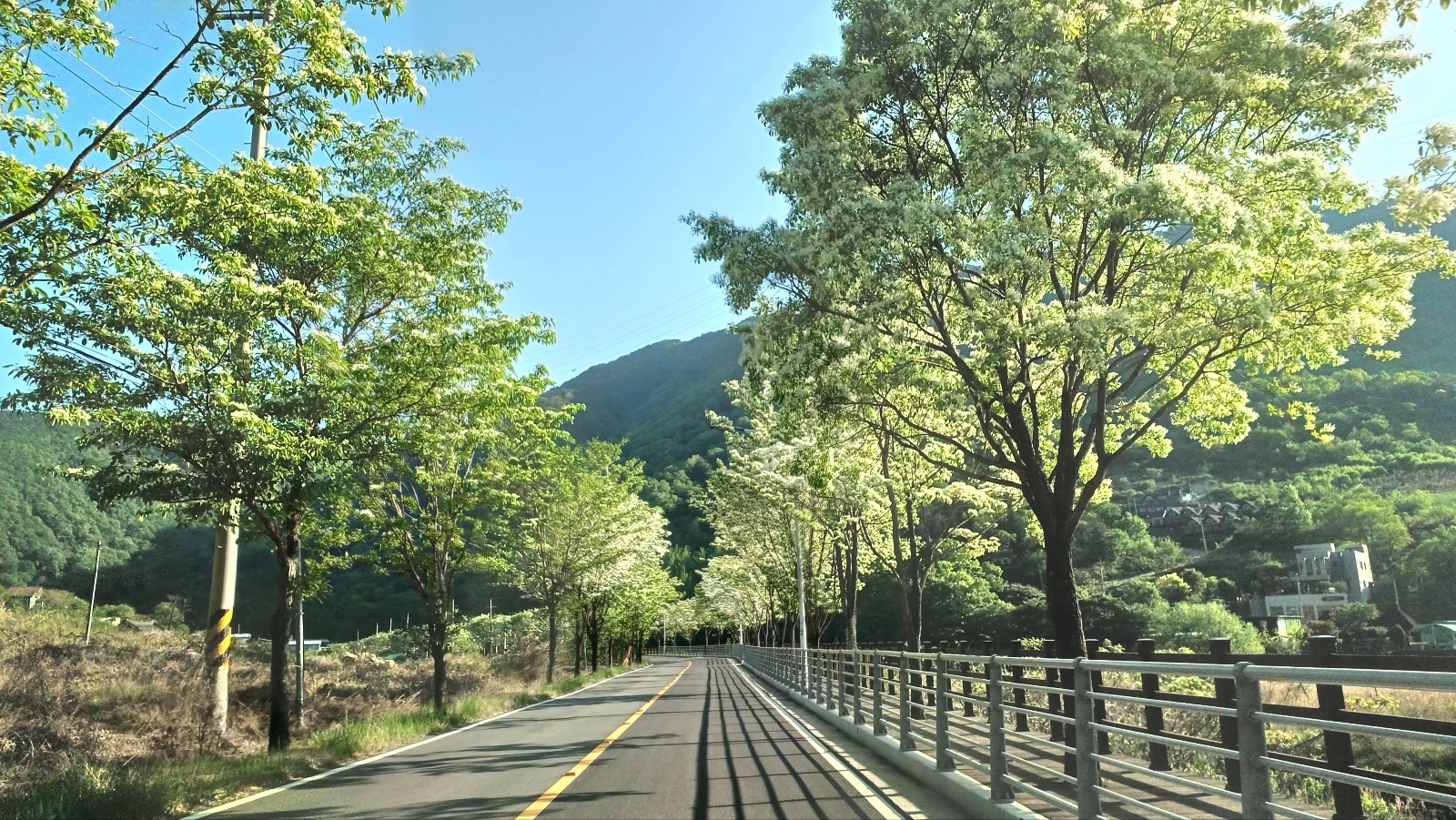 밀양댐 생태공원 이팝나무길3