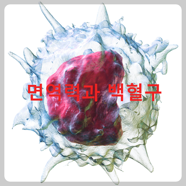 둥근 모양의 단핵구