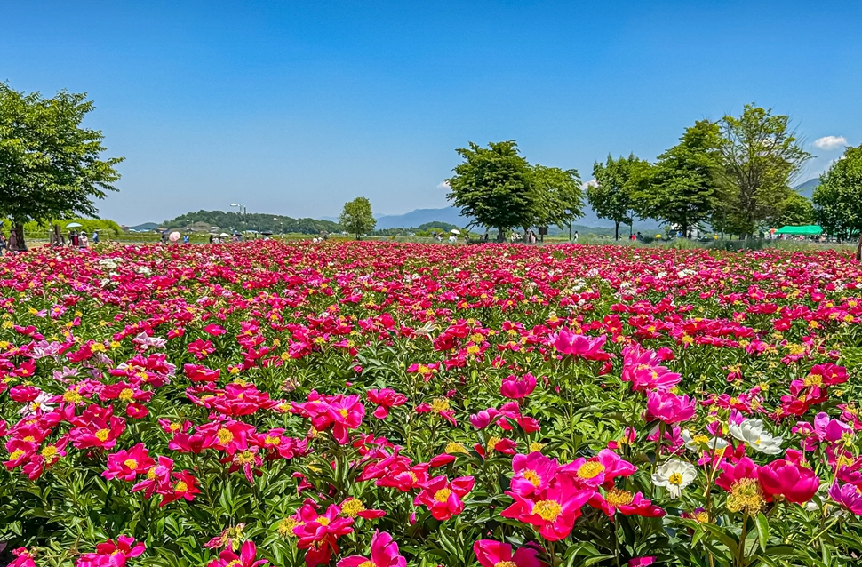 함안 강나루생태공원 작약꽃