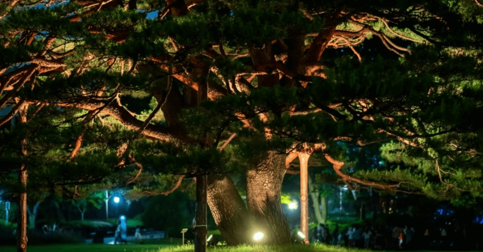 청와대 관람신청, 야간개장(야간관람신청)