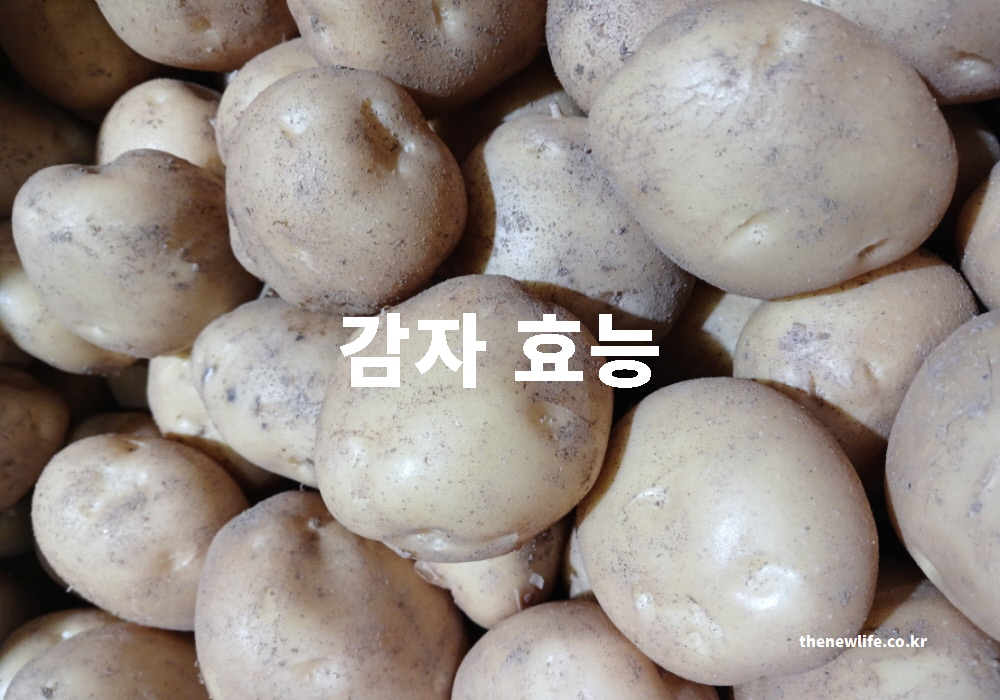 감자 효능 부작용 대표 실사진