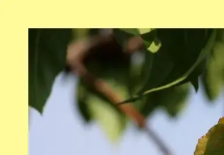 조치원 복숭아축제