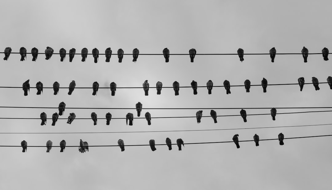 lineage