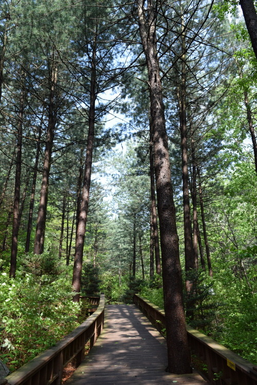 산음휴양림 힐링코스 사진