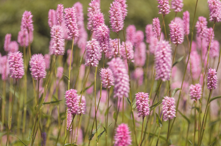 간세포암, 조용히 시작되지만 결코 가볍지 않은 간암의 실체