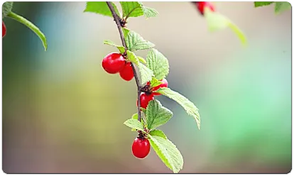 열린 앵두