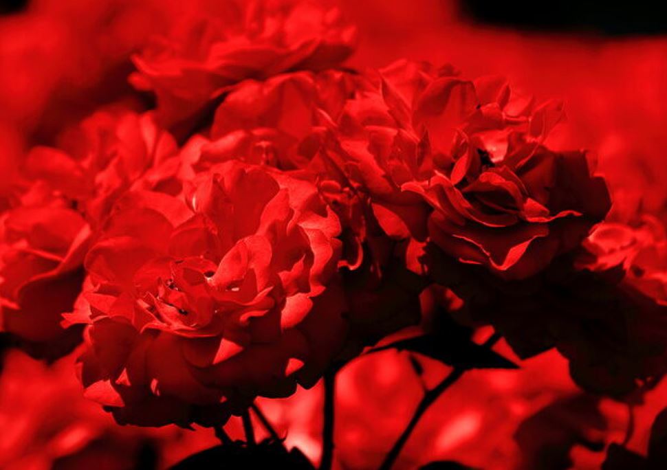 곡성장미축제 기간 입장료 2024