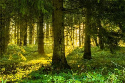 국립자연휴양림 예약 방법