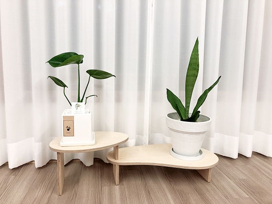 글의 이해를 돕기 위한 관엽식물 이미지