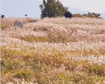 2024년 서울 억새 축제 일정
