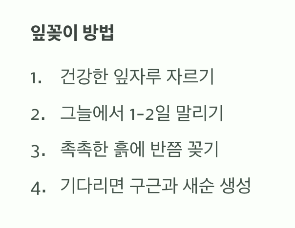잎 하나로 부자 되는 법 (잎꽂이)