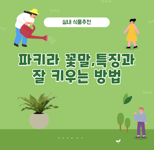 파키라 키우는 방법과 특징과 꽃말 알아보기