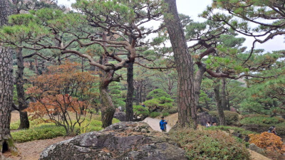 단풍명소_화담숲_소나무정원