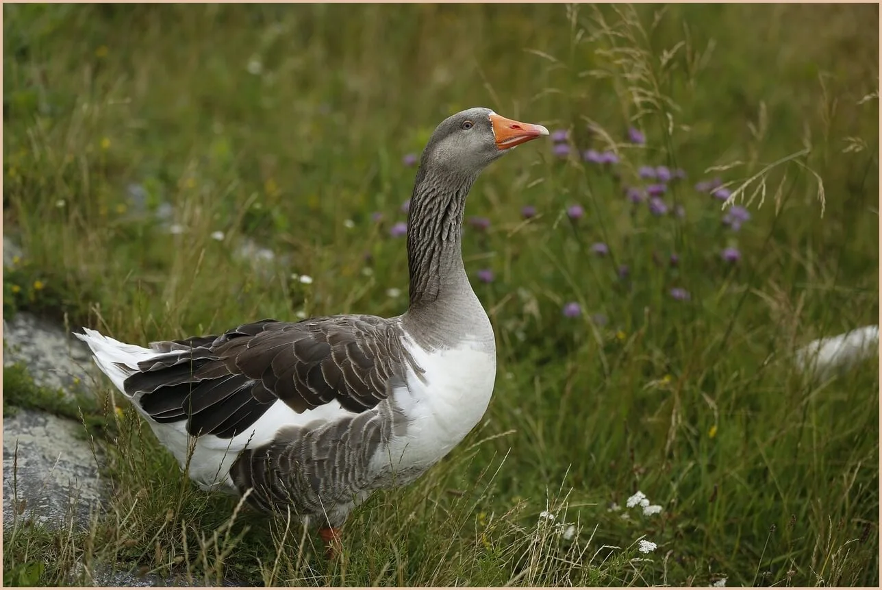 기업은행 정기예금 금리