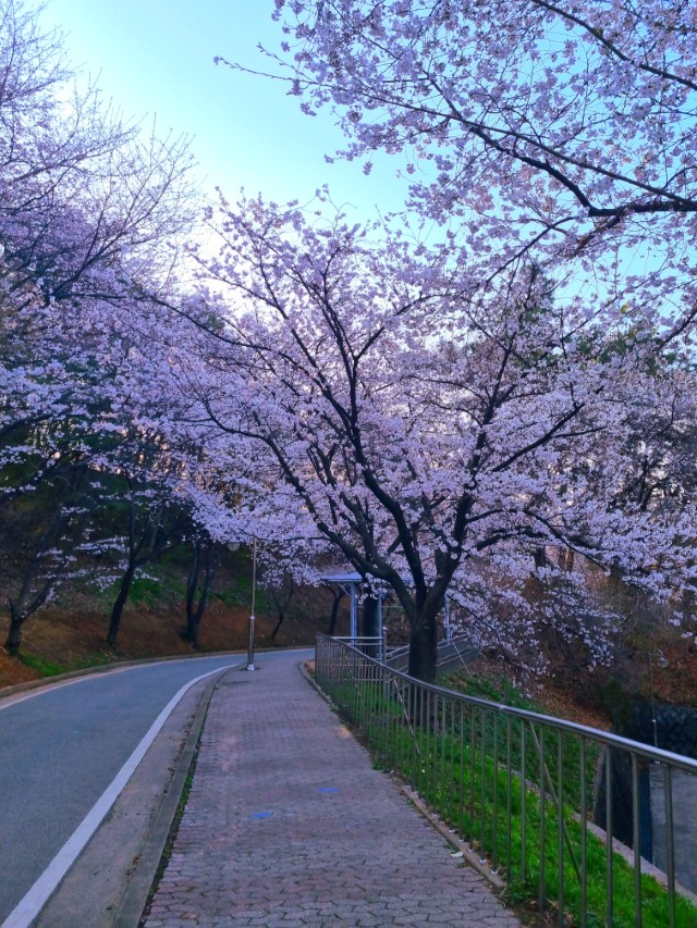 천안 북일고 벚꽃길 산책로와 만개한 벚꽃 풍경