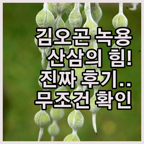 더진한 김오곤 녹용 산삼 배양근 골드..