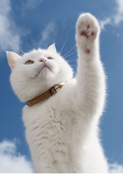 고양이가 싫어하는 냄새