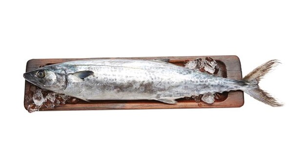 삼치의 효능 및 부작용