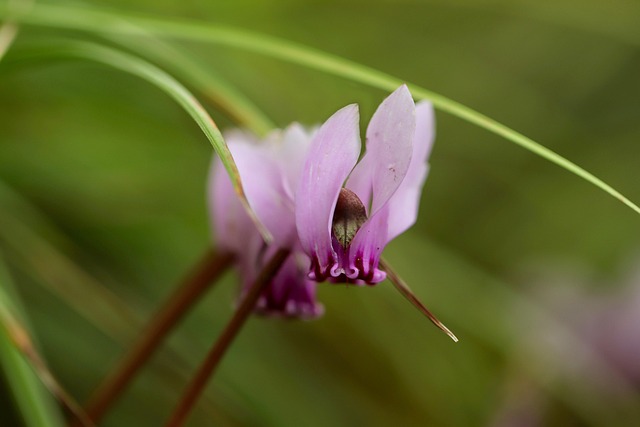 12월 꽃 선물 BEST 5: 꽃말·건강 효능·조합까지 완벽 가이드