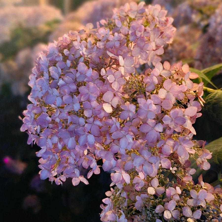 유구 색동수국정원