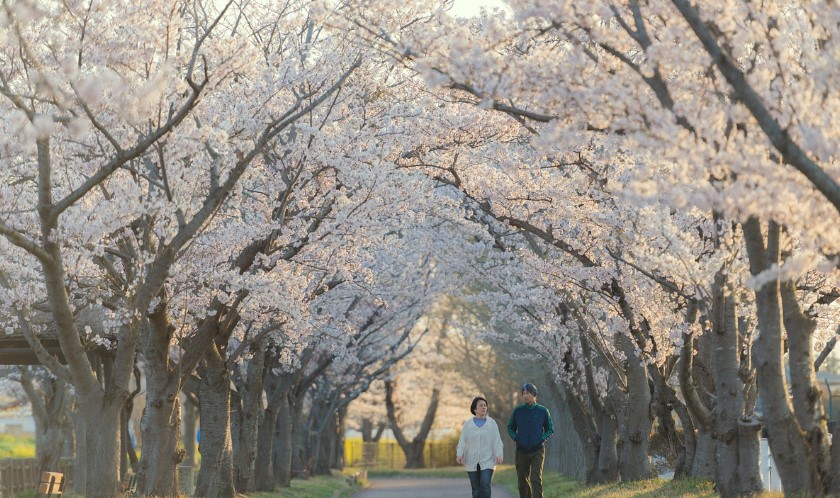 지역별 벚꽃축제