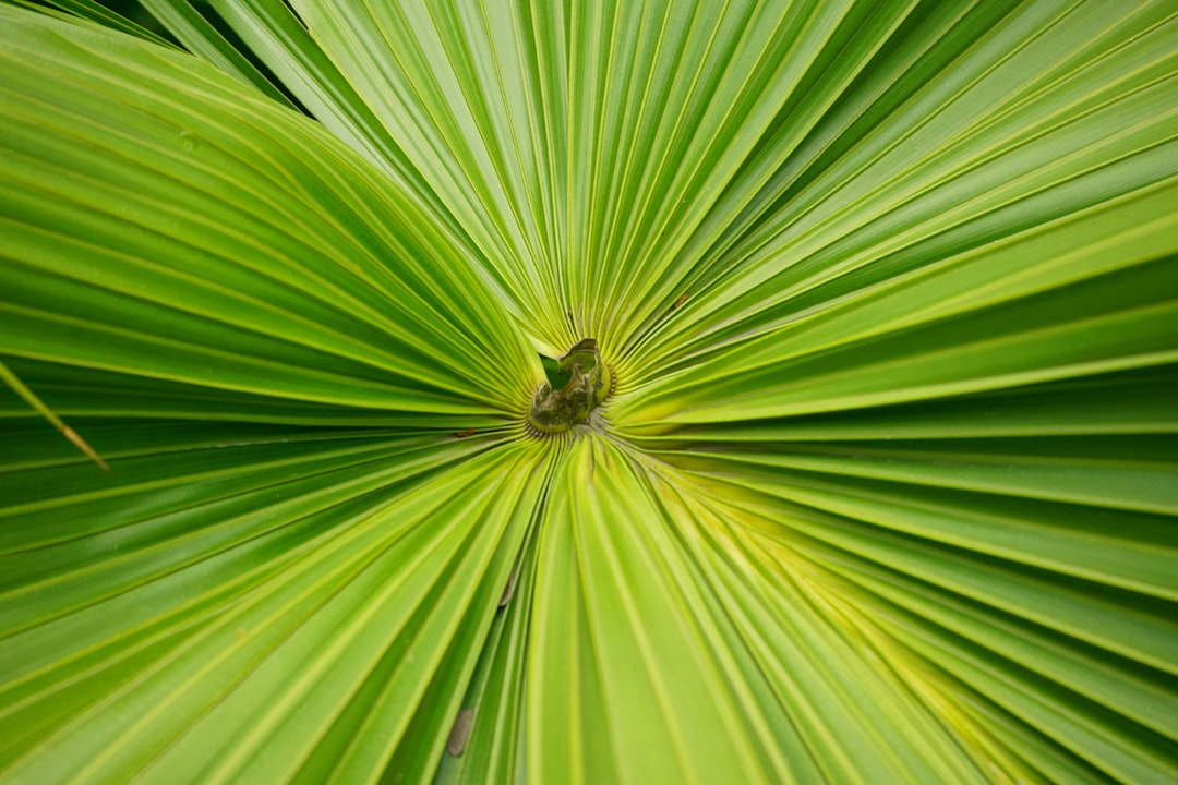 Saw Palmetto