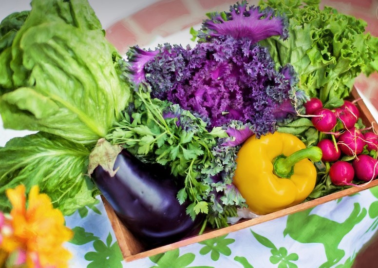 건강기능성분 CAT : 정의, 효능, 장점, 복용방법, 유의사항