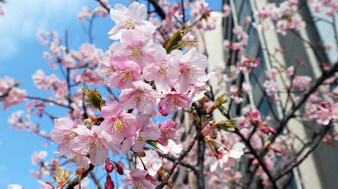 Cherry Blossom.