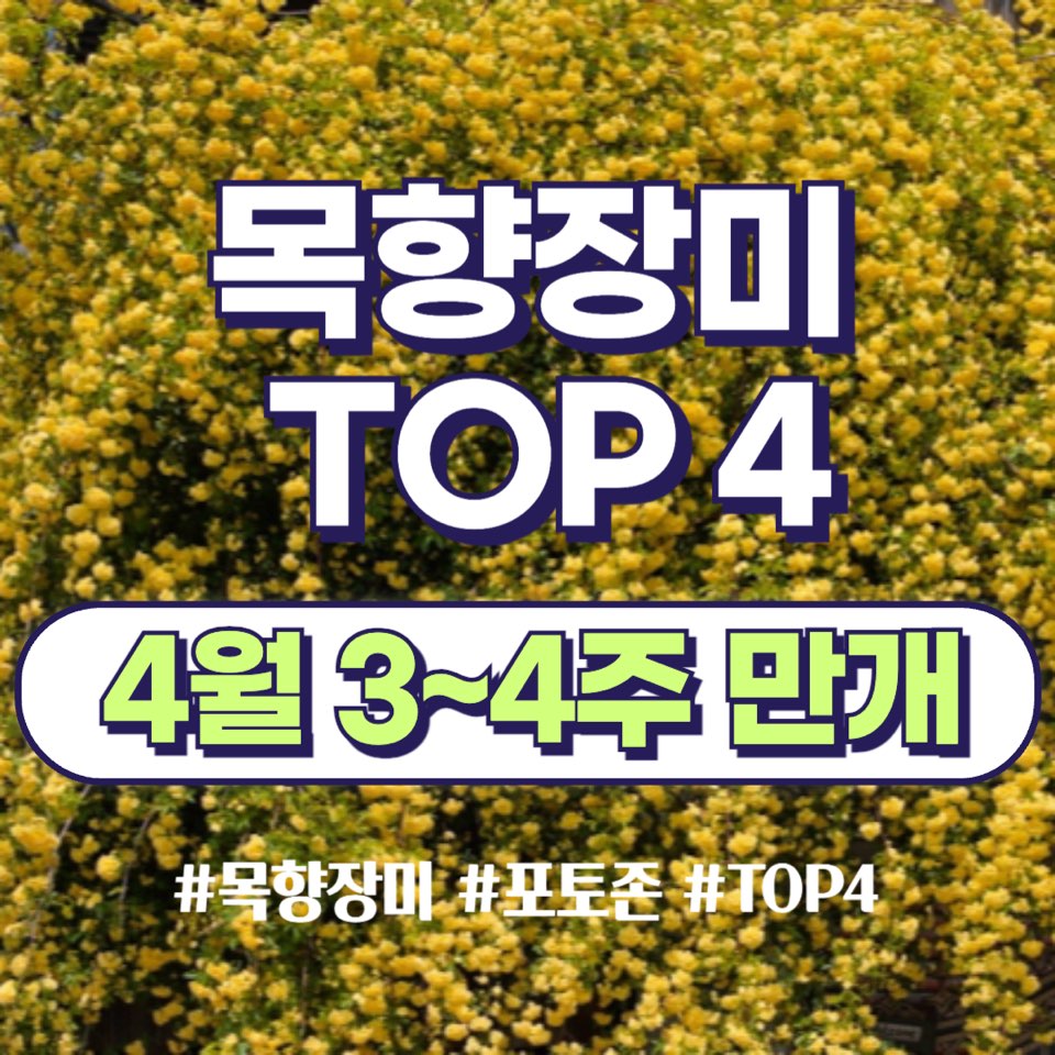 목향장미 명소 TOP4