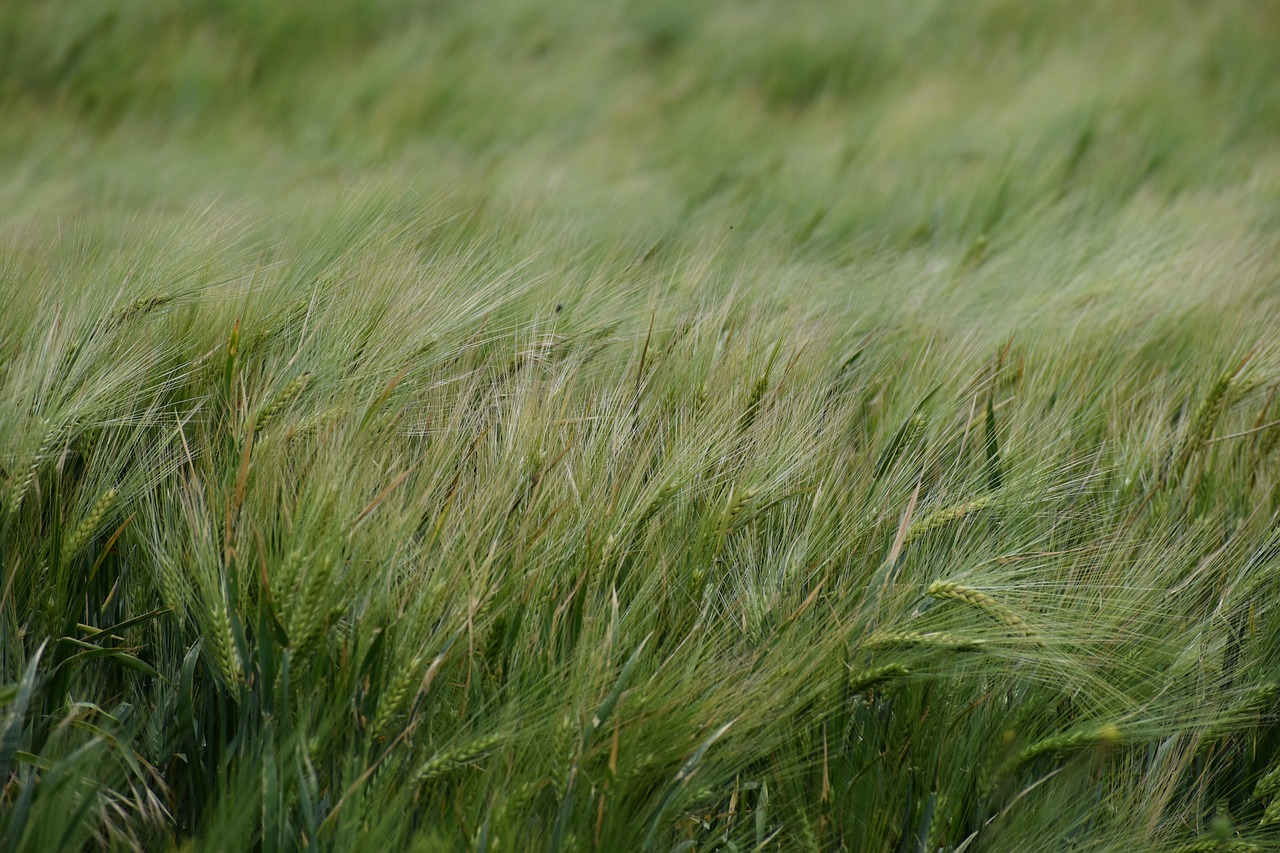 지역 농산물 꾸러미 지원 정책과 농림부 기준 분석