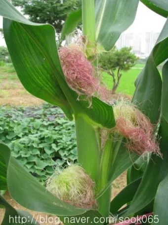 옥수수 키우는 법 품종 파종 수분수 당도 올리는 비결_16