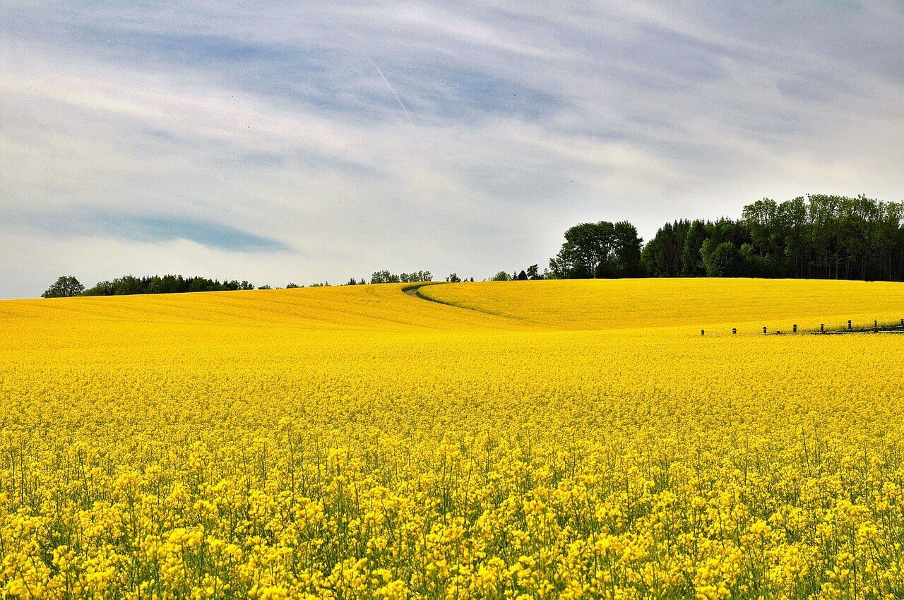 들판 유채꽃 사진
