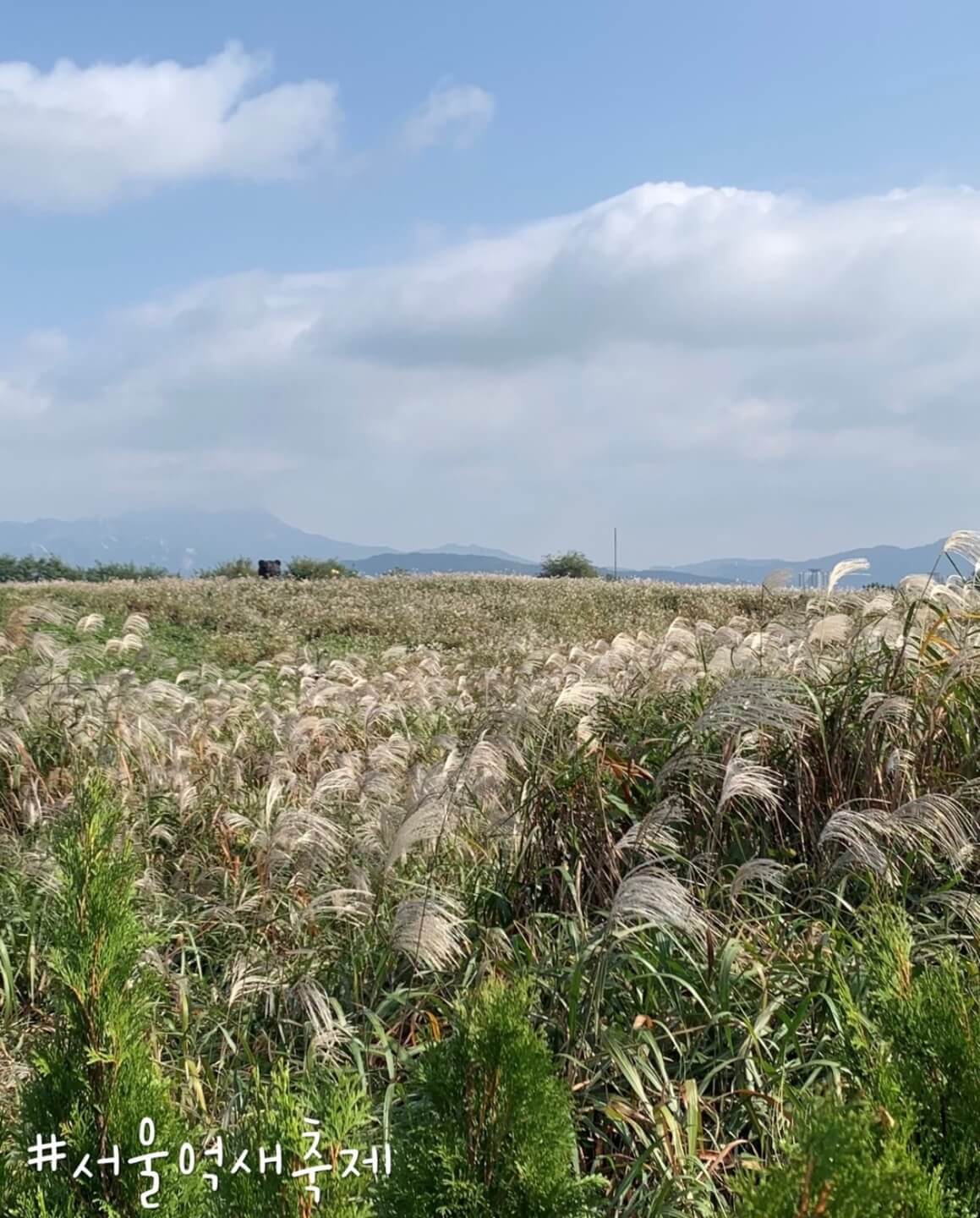 하늘공원 억새축제기간