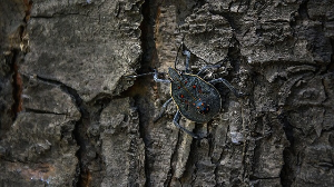 빈대 출몰 지역 확인 &amp;lt;빈대 현황판: 빈대보드&amp;gt;