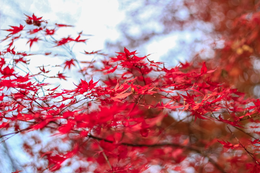 Gyeonggi-do