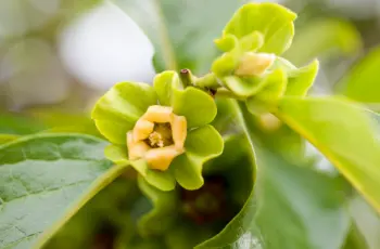 단감 효능&amp;#44; 단감 10kg 가격