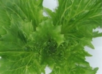 코스타마리(Costamarie), 이국적인 허브의 매력