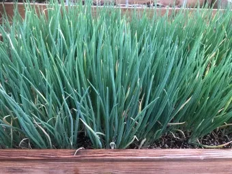 봄 텃밭 준비 토양 갈기 석회 퇴비 잡초 씨 제거_43