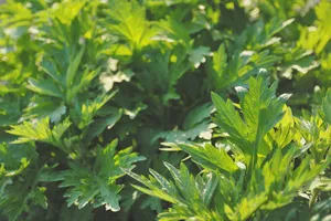 생리통에-좋은-음식