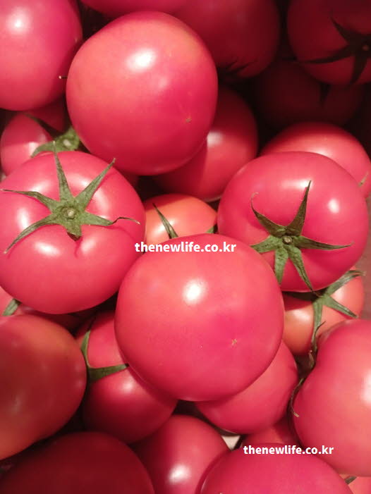 토마토 효능 변비 개선 펙틴