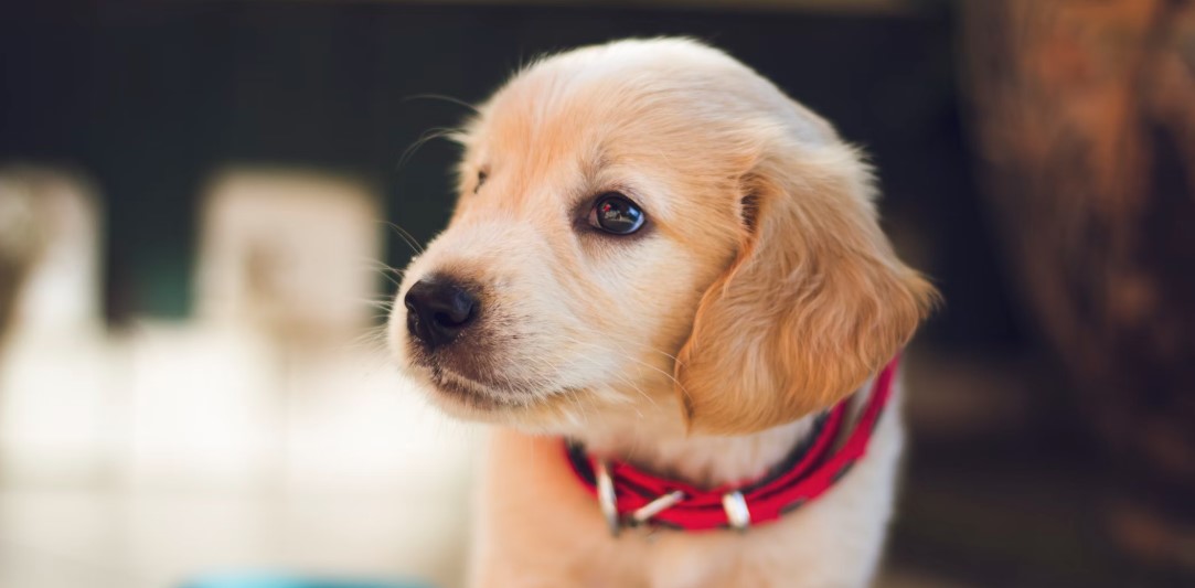 강아지 실내 배변 관련 사진