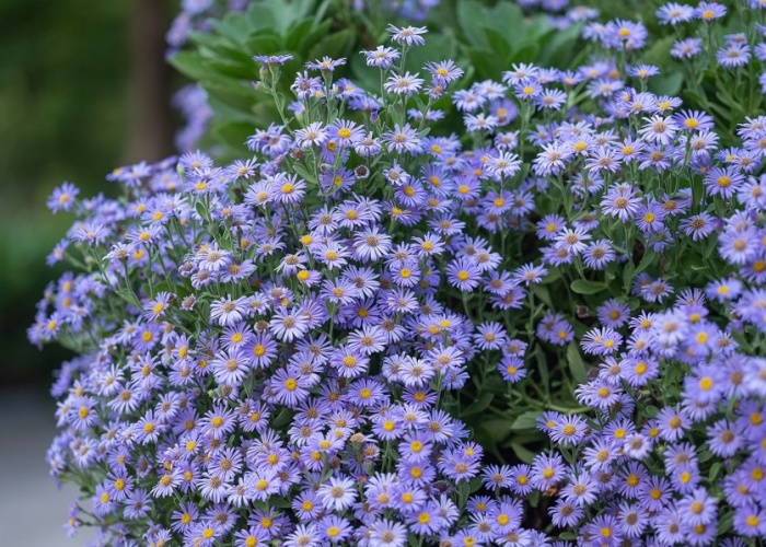  고성그레이스정원-가을풍경 