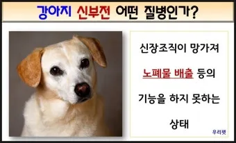 노령견 신부전2기 자연식 화식 레시피 건강식_26