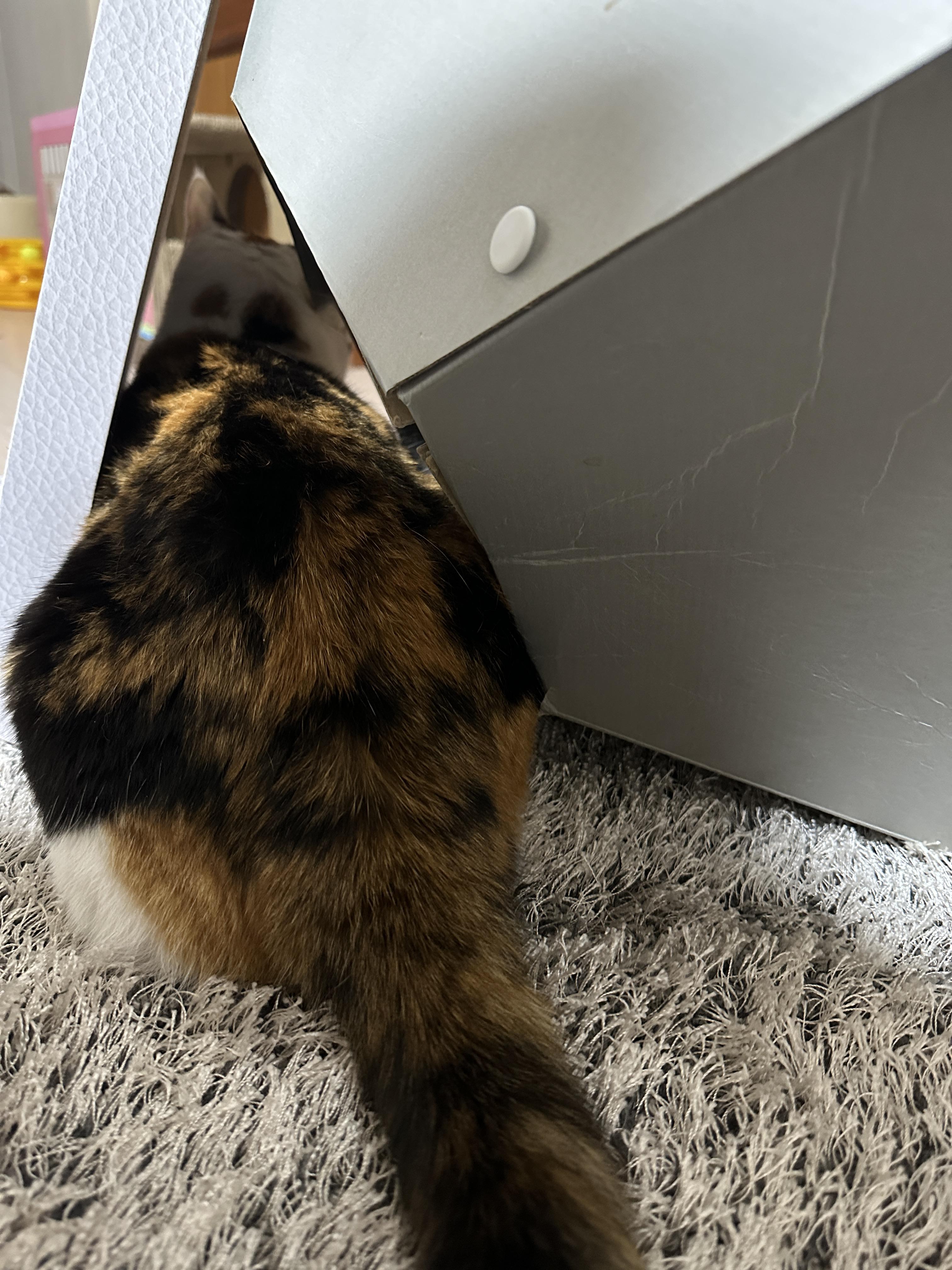 수직스크래쳐에_들어가_있는_삼색이_요미의_뒤태