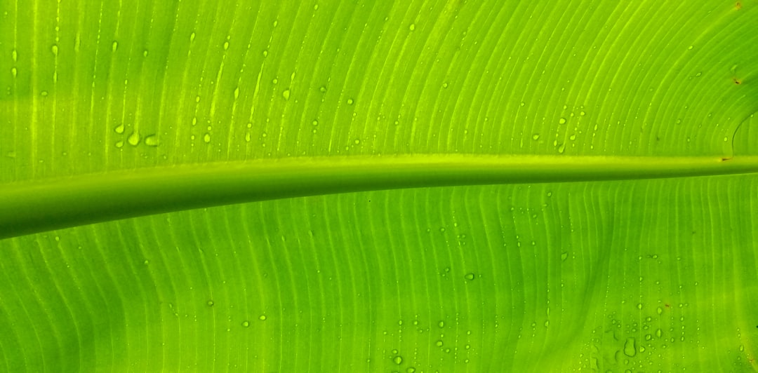 Banana leaf