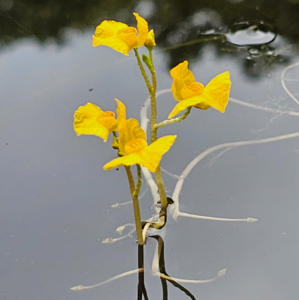 🐟 “물속에서 벌레를 빨아들인다?”-초고속 진공 덫을 가진 식충식물, ‘통발’의 세계