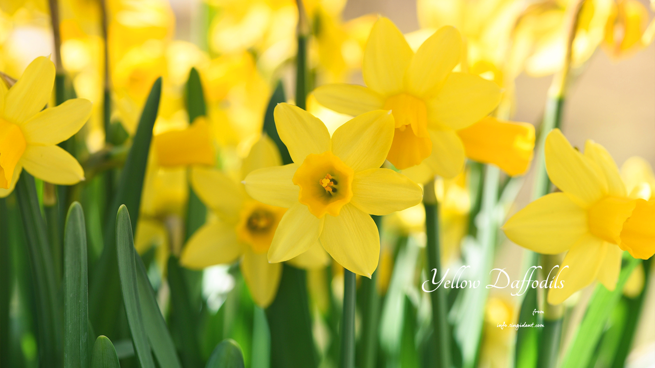 07 꽃밭에 수선화 클로즈업 C - Yellow Daffodils 봄배경화면