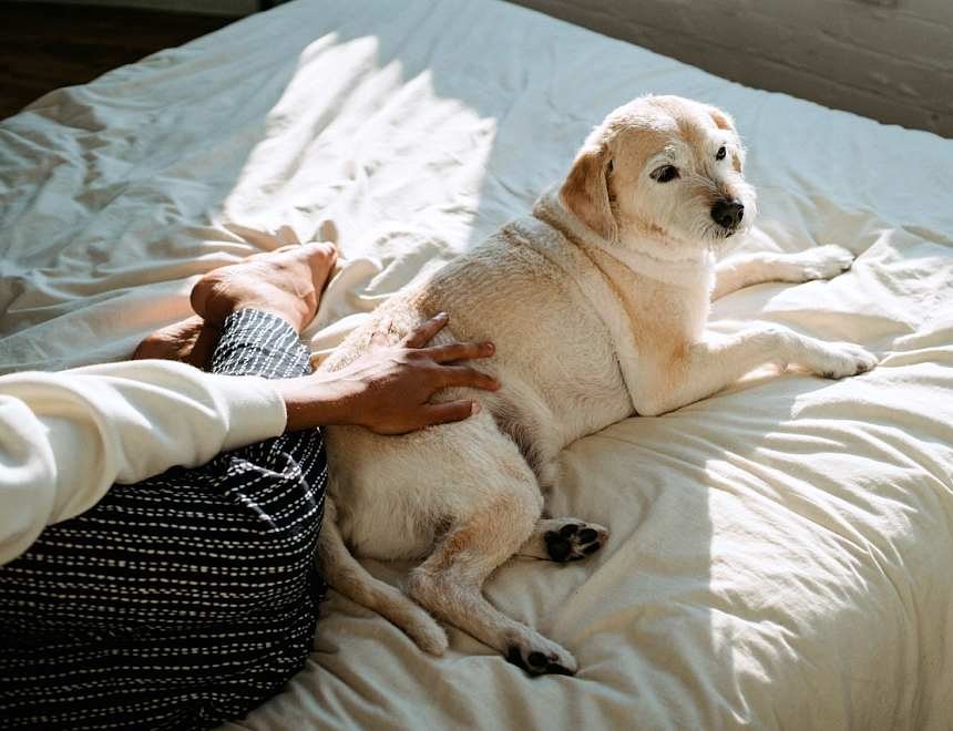반려인능력시험